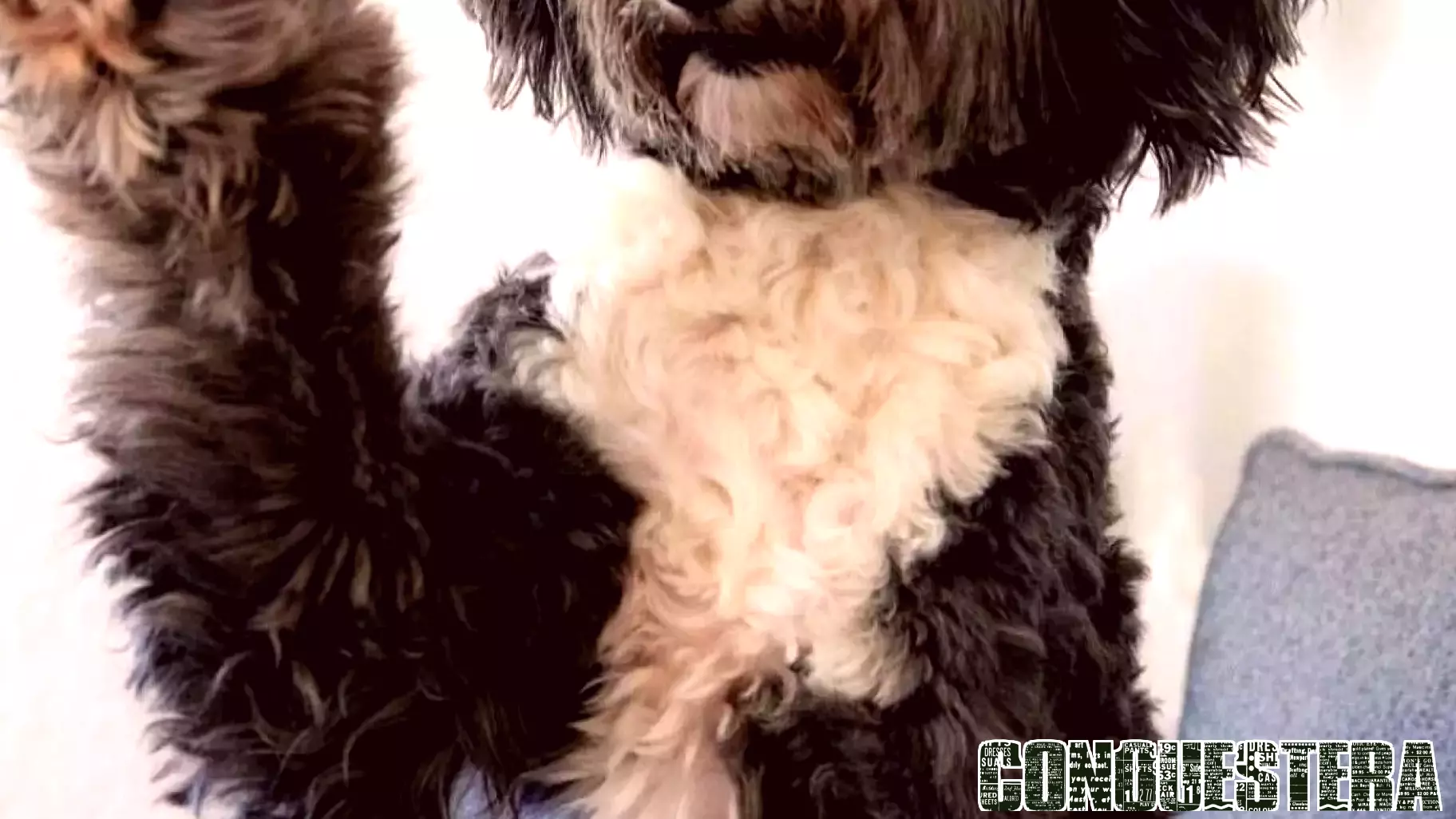 Orlo the Rescue Dog: A Unique Learning Experience for Students