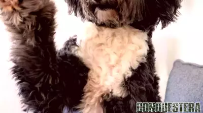 Orlo the Rescue Dog: A Unique Learning Experience for Students